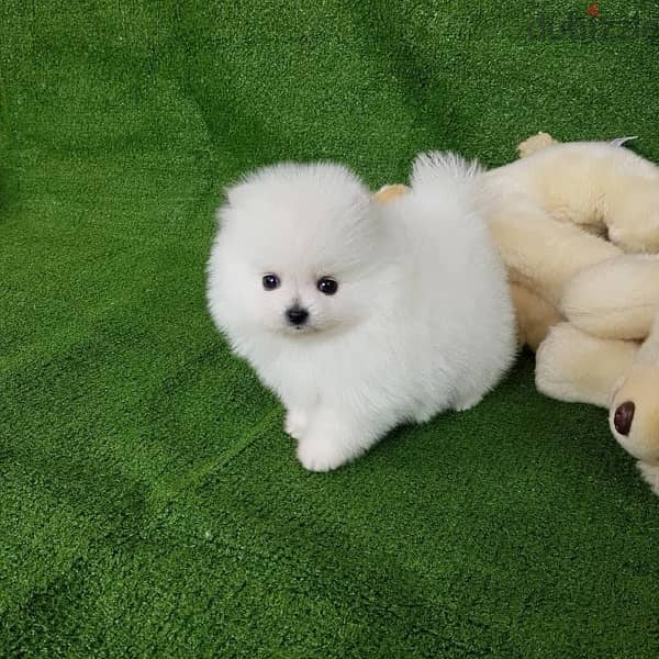 Excellent Pomeranian puppy for sale 0