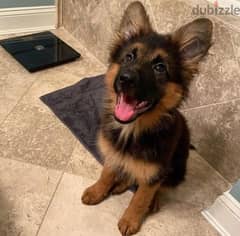 Male German Shepherd for sale 0