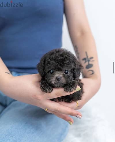 mini Black Poodle for sale