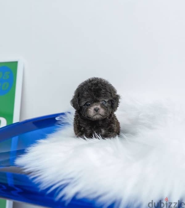 mini Black Poodle for sale 1