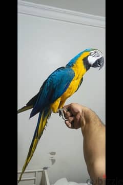 Macaw for sale . WhatsApp me .  ‪ +1 (484) 718‑9164‬ 0