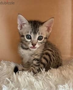 Whatsapp Me +972555074990 Bengal Cats 0