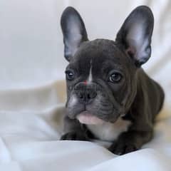 Male French Bulldog for sale 0