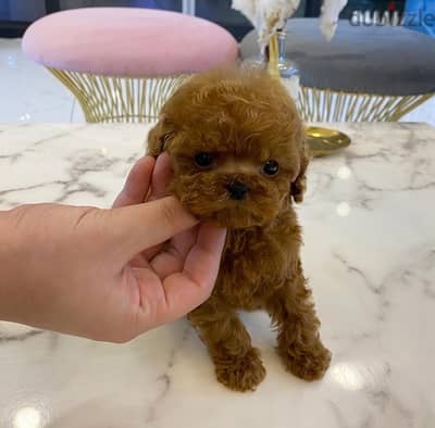 Female Tcup Poodle for sale