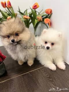 Male & Female Pomeranian for sale 0