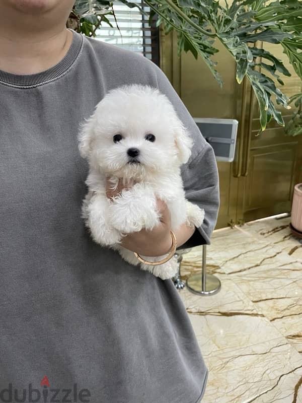 100% purebred Poodle for sale 2