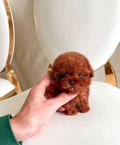 Mini Poodle puppy for sale 0