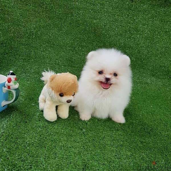 White Purebred  Pomeranian 1