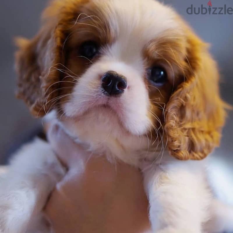 Cavalier King Charles Spaniel puppies 0