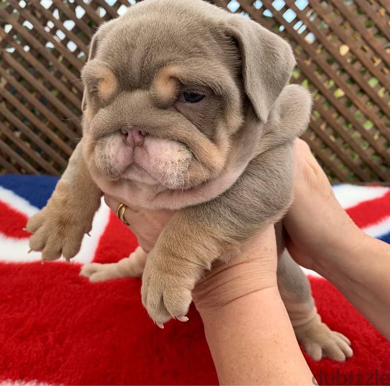 English Bulldog Puppies 0