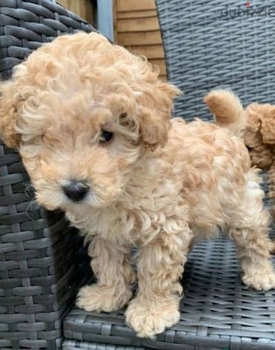 Whatsapp Me +972555074990 Toy Poodle Puppies 1