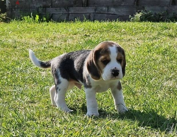 Whatsapp Me +966583921348 Beagle Puppies 0