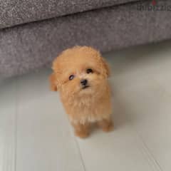 Teacup Poodle Puppy 0