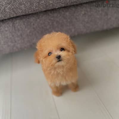 Teacup Poodle Puppy