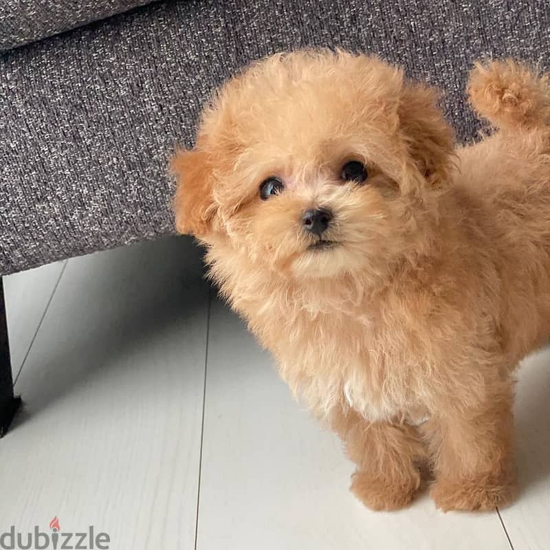 Teacup Poodle Puppy 2