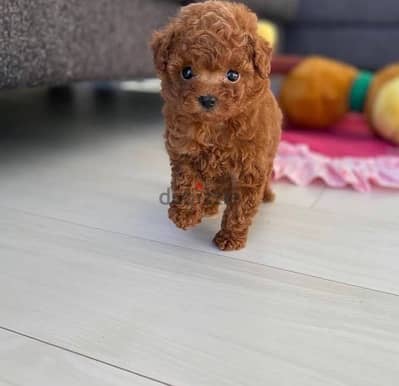 Female poodle puppy for sale