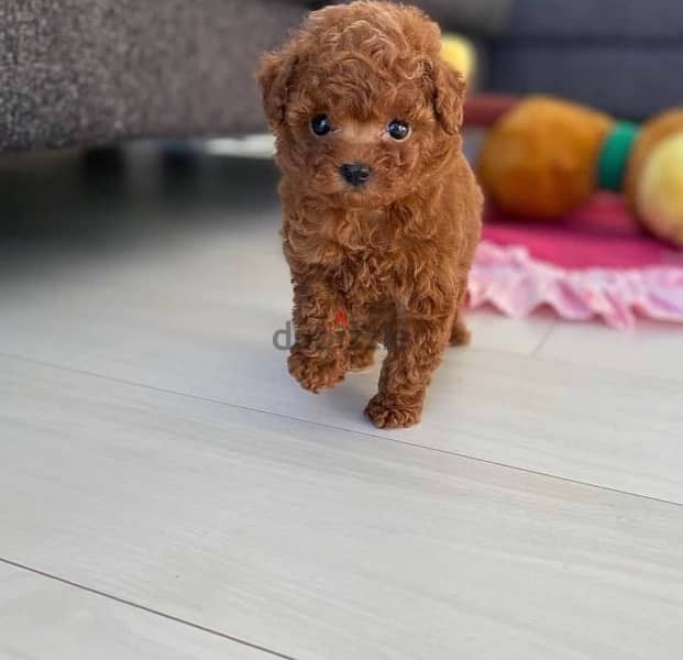 Female poodle puppy for sale 0