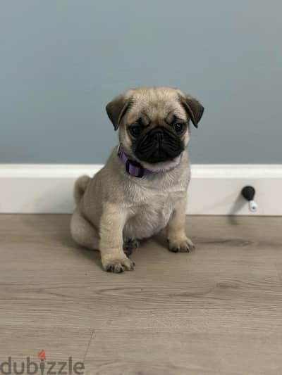 Male pug puppy for sale