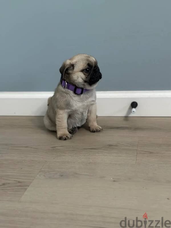 Male pug puppy for sale 1