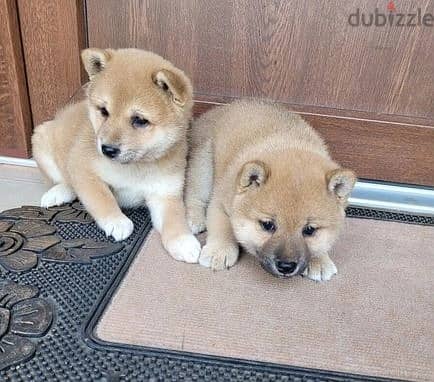 Whatsapp Me +966588993320 Shiba Inu Puppies 0