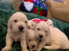 Toilet trained Golden Retriever puppies 0