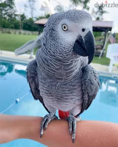 African grey parrot available. Whatsapp +97455796963 0