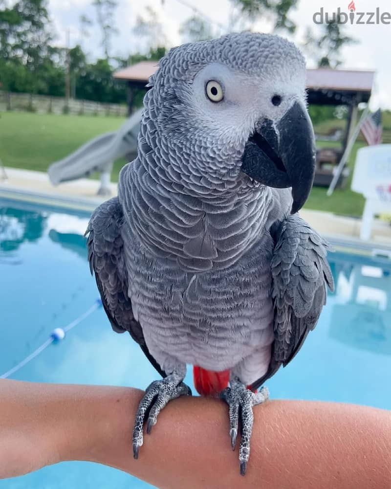 African grey parrot available. Whatsapp +97455796963 0