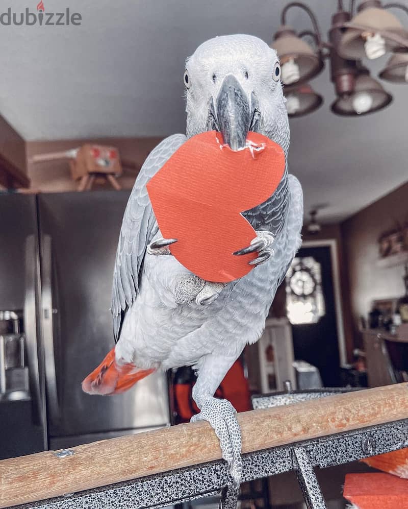 African grey parrot available. Whatsapp +97455796963 2