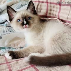 Ragdoll kitten. available. Whatsapp +97455796963 0