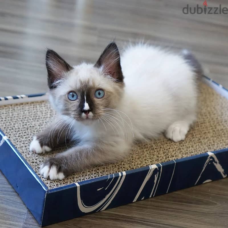 Ragdoll kitten. available. Whatsapp +97455796963 1