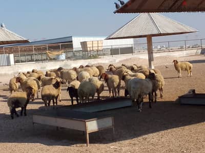 Syrian sheep  for sale