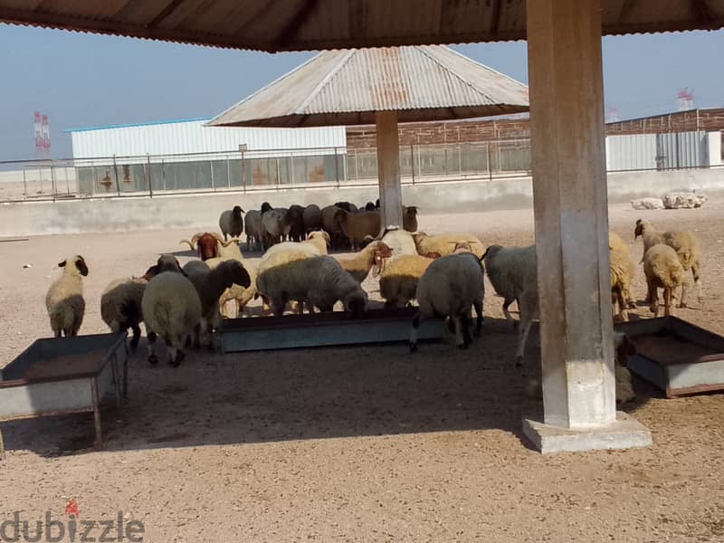 Syrian sheep  for sale 1