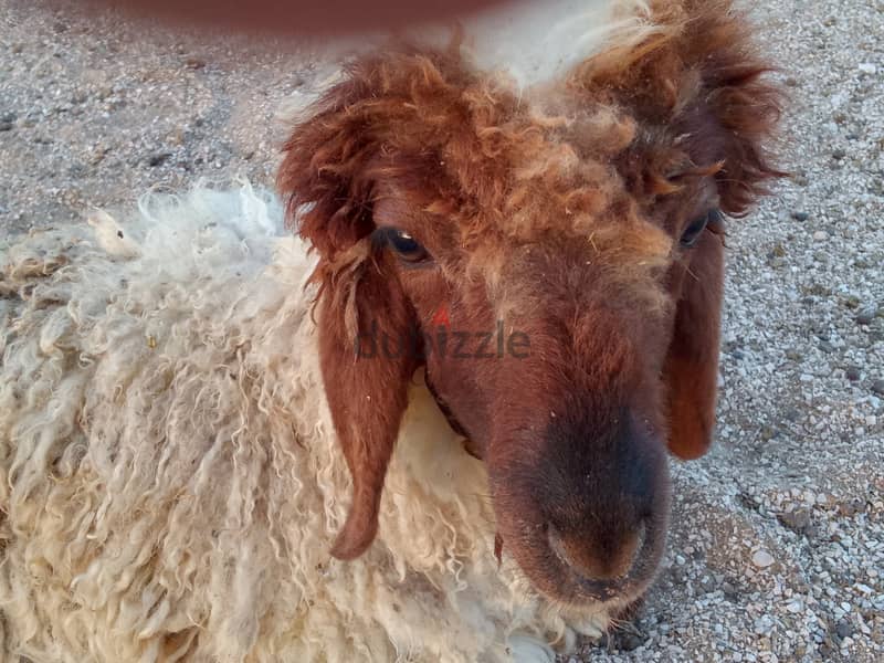 Syrian sheep  for sale 2