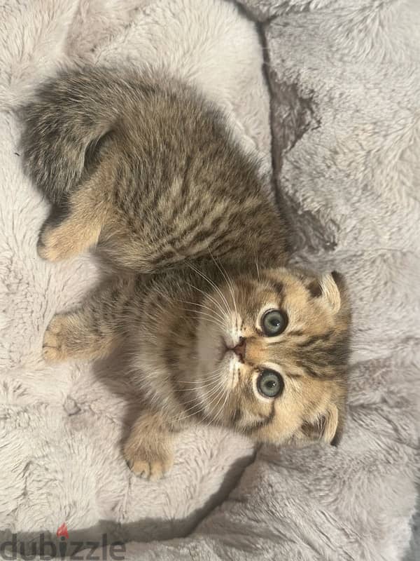 Scottish fold kitten 0