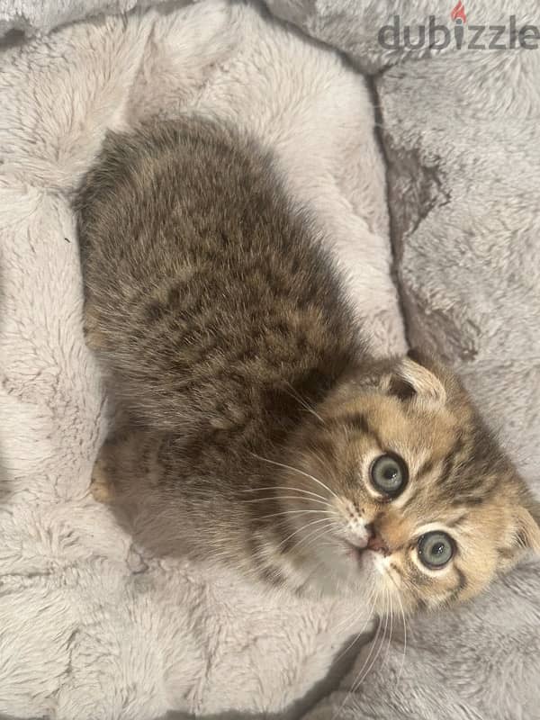 Scottish fold kitten 1