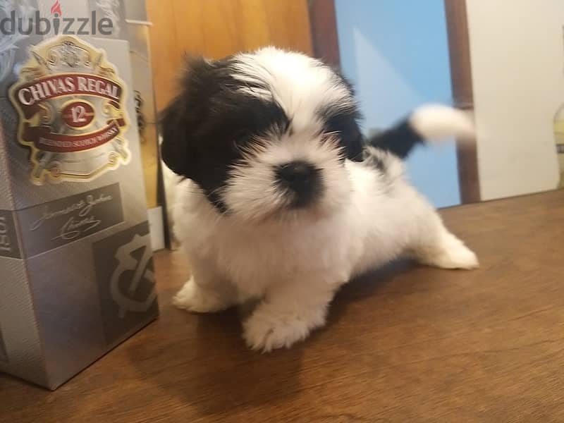 stizu puppy 2