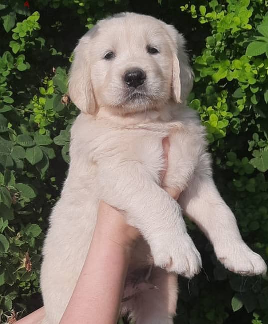 Toilet trained Golden Retriever puppies 0