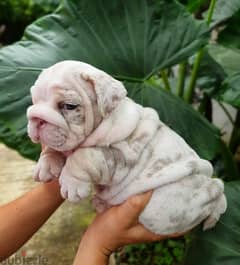 English bulldog puppies 0