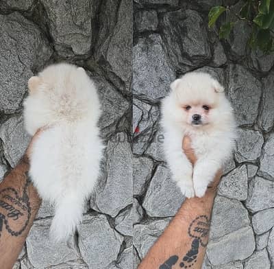 Pomeranian puppy for sale