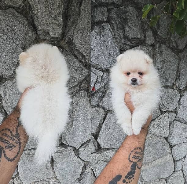 Pomeranian puppy for sale 0