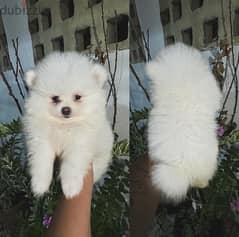 Male Pomeranian puppy for sale 0