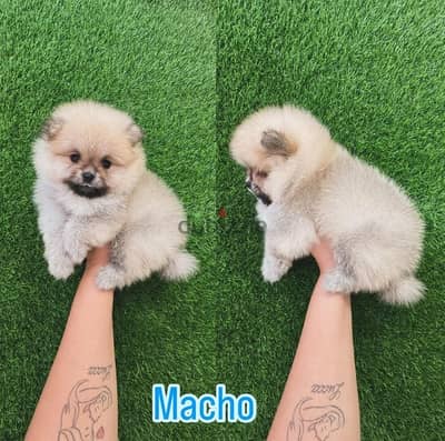 Male Tcup Pomeranian for sale