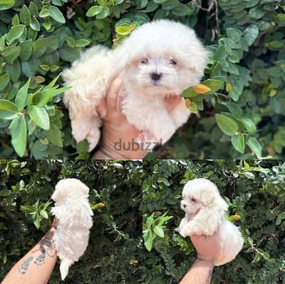 Purebred Maltese for sale