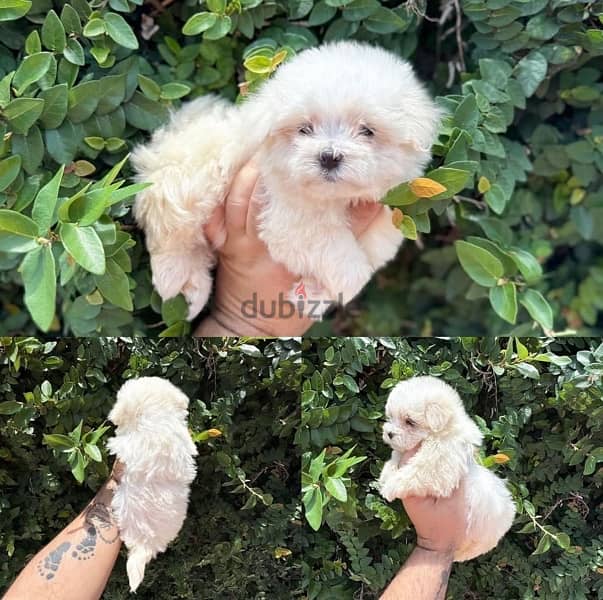 Purebred Maltese for sale 0