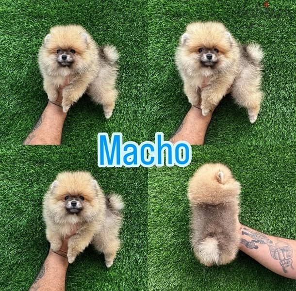 Male Pomeranian for sale 0