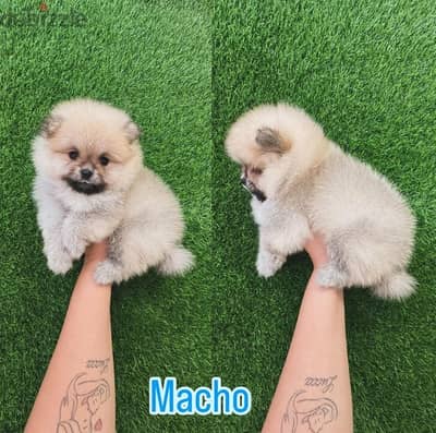 Male Pomeranian for sale