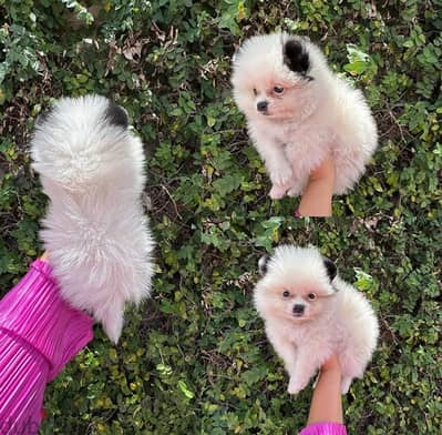 Pomeranian for sale