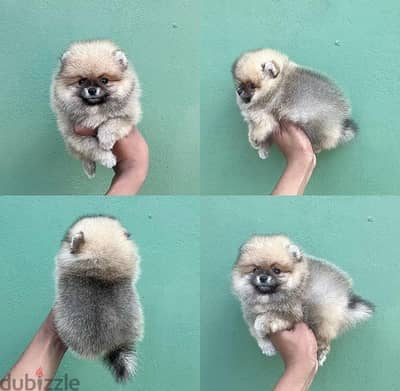 Female Pomeranian for sale