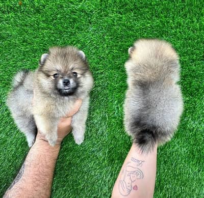 Female Pomeranian for sale