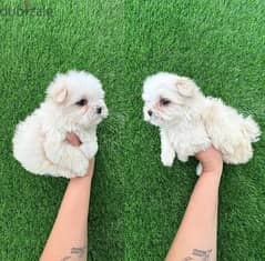 Male Maltese puppy for sale 0